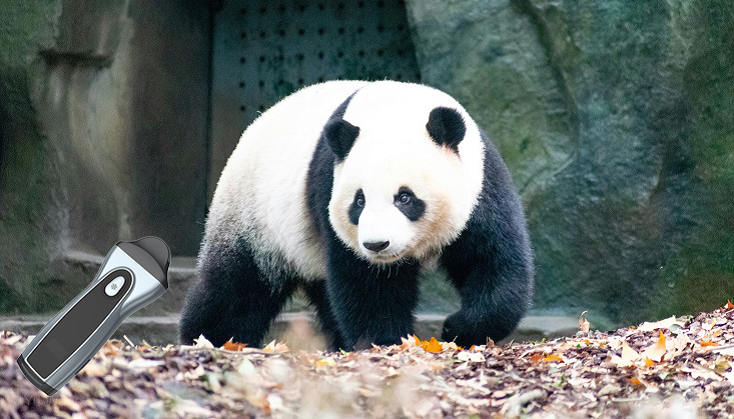 panda in garden