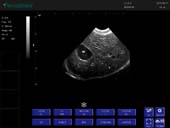 狗-凸阵-B模式-肝脏胆囊 Convex Probe-B Mode-Liver and Gallbladder  Dog