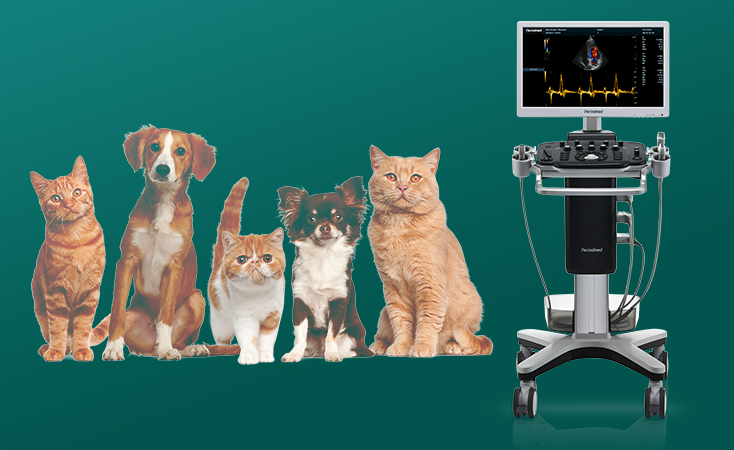 vet ultrasound application