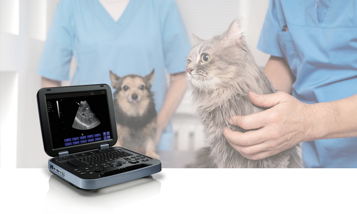 pet ultrasound