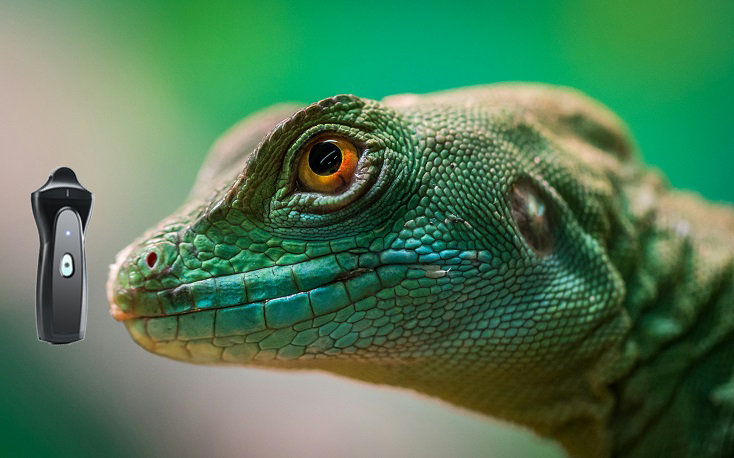 reptile with VPAU1D