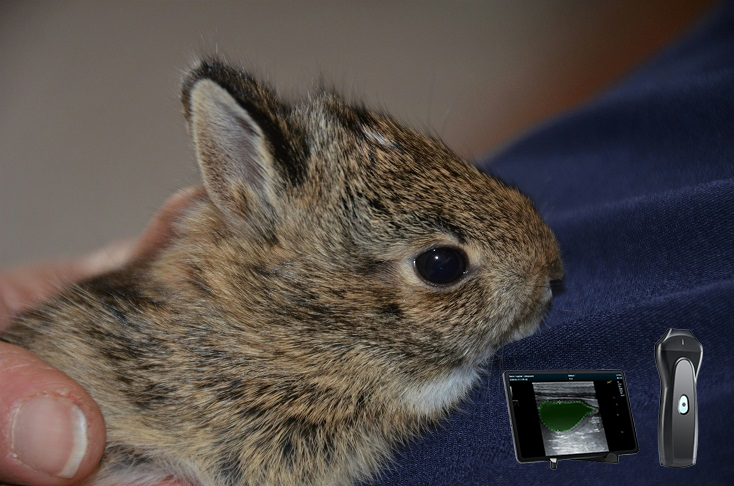 vpau1c with rabbit
