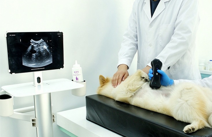 dog ultrasound imaging