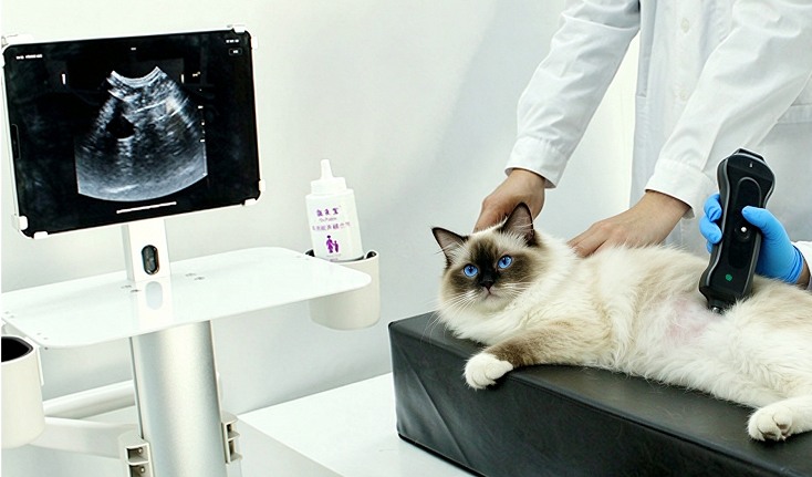 Cat ultrasound with imagings